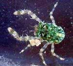 גלאתה< > Squat lobster