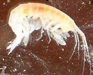 Amphipoda