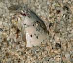 כריתנית < > Mole crab