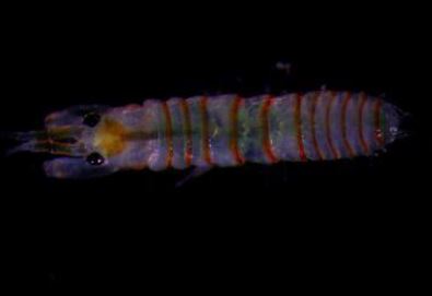 Photo: WoRMS