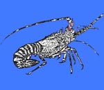 מחושן < > Spiny lobster: