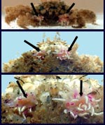 סלעית השושנות <> Anemone carrier box crab