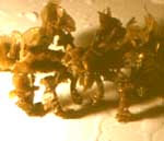 מסוון <> Decorator crab