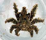 עכובית < >Alage crab