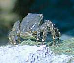 שישן <> Lightfoot crab