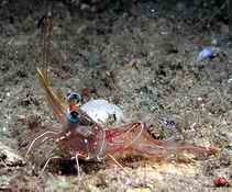 Photo: R. Cohen; see larger picture