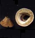 Barnacle בלוטן