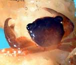 טרפזיה <> Coral crab