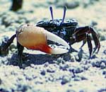 אתת < > Fiddler crab
