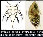 Barnacle larvae פגיות בלוטנים