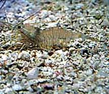 חסילון קפצן <> Palaemon shrimp