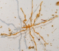 עכבישן ימי <> Sea spider