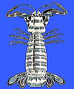 (טרפיד (סרטן גמלן שלמה< > Mantis shrimp