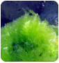 Sea-plants