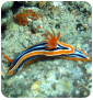 Sea-slugs