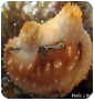 Tunicates