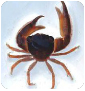 Crustaceans