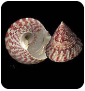 Mollusca