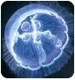 Non-coral coelenterates