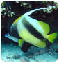 Fishes