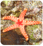 Echinodermata