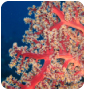 Corals
