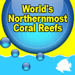 Eilat's Coral Reefs, the book