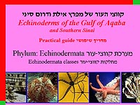 Gulf of Eilat echinoderms