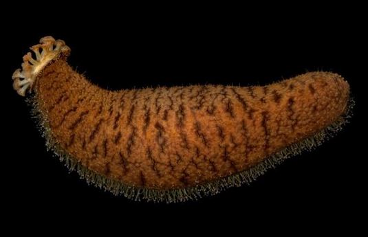 Photo: Michoneau (Micronesia)