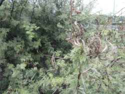 Acacia sp.
