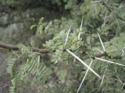 Acacia sp.