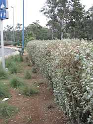 Atriplex sp.