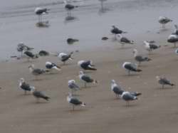 Larus fuscus