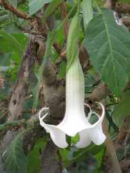 Datura cf stramonium