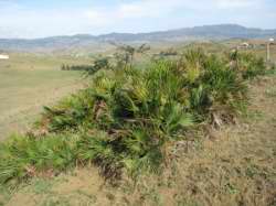 Chamaerops humilis var. argentea