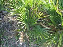 Chamaerops humilis var. argentea