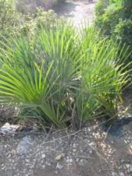 Chamaerops humilis var. argentea