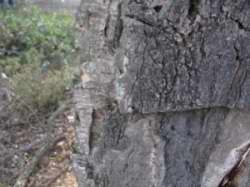 Quercus suber