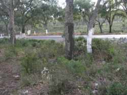 Quercus suber