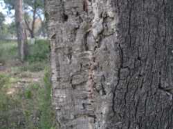Quercus suber