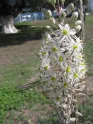 Asphodelus ramosus