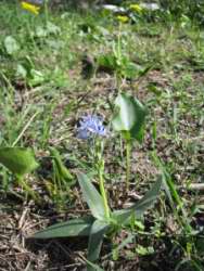 Hyacinthus orientalis