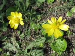 Ranunculus sp.