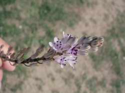 Scilla automnalis