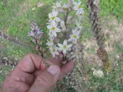 Asphodelus ramosus &S.autumnalis