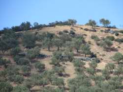 Olea europaea