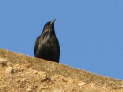 Sturnus unicolor