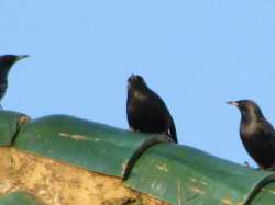 Sturnus unicolor