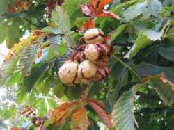 Aesculus hippocastanum