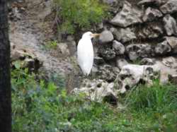 Bubulcus ibis